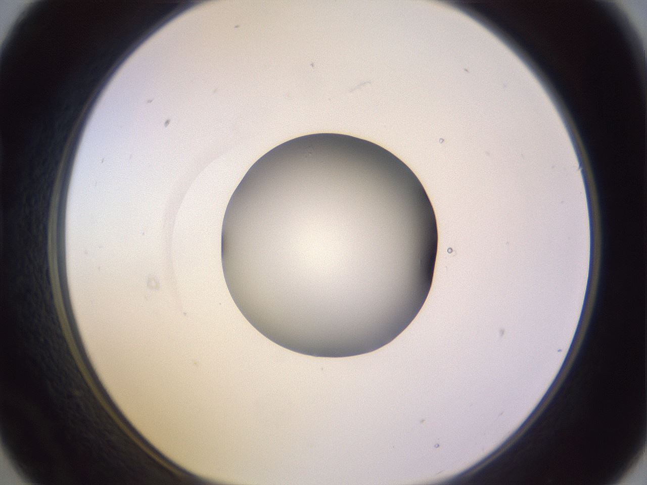 folderID421_plateID1421_batchID5196_wellNum21_profileID1_d1_r87302_ef.jpg