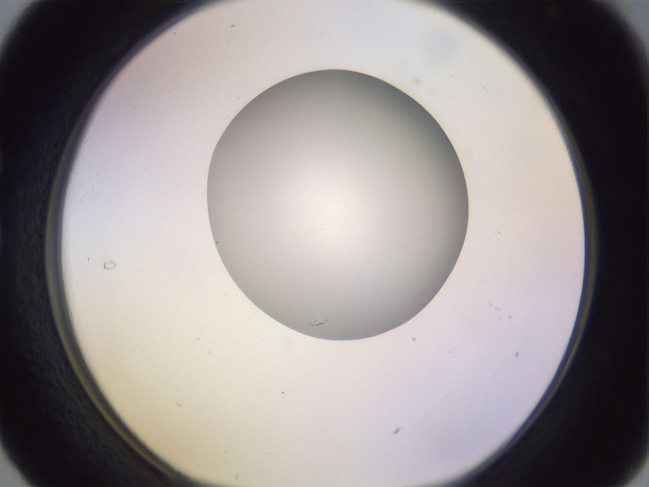 folderID421_plateID1421_batchID5196_wellNum29_profileID1_d1_r87310_ef.jpg