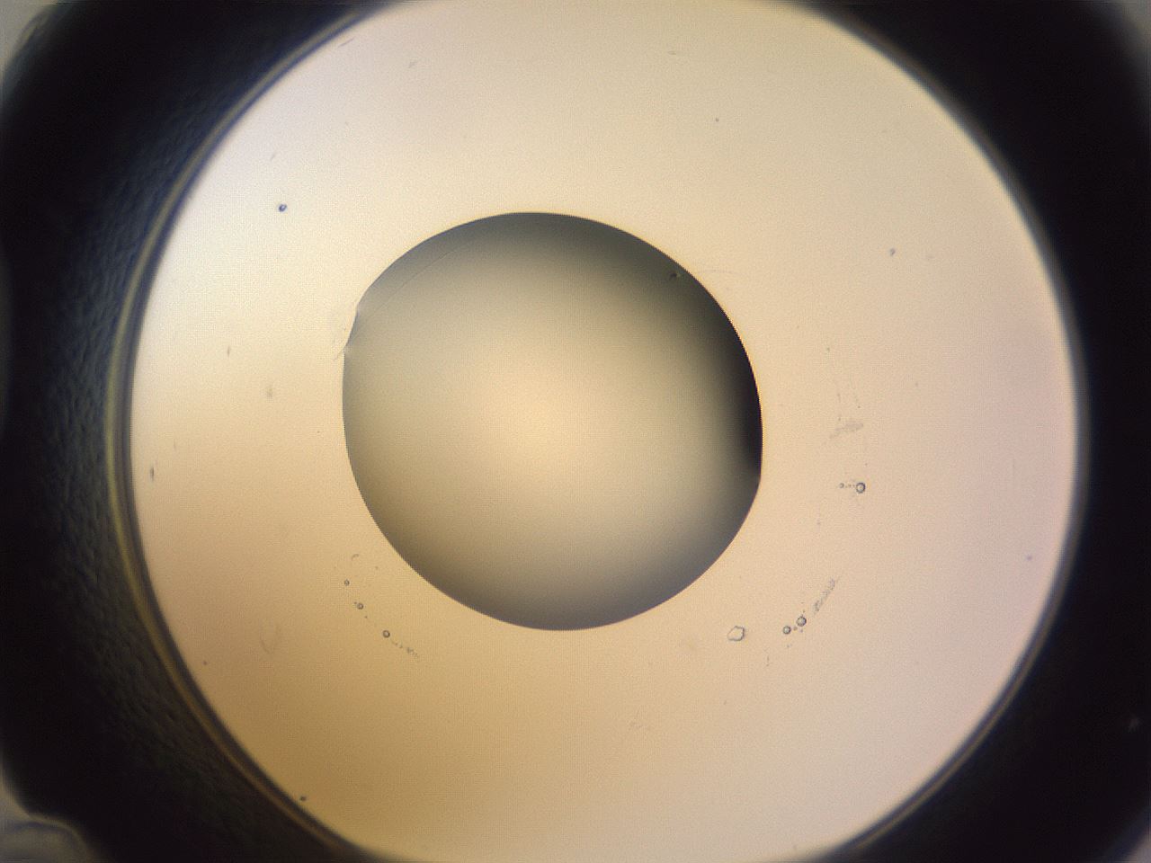 folderID421_plateID1421_batchID5196_wellNum48_profileID1_d1_r87329_ef.jpg