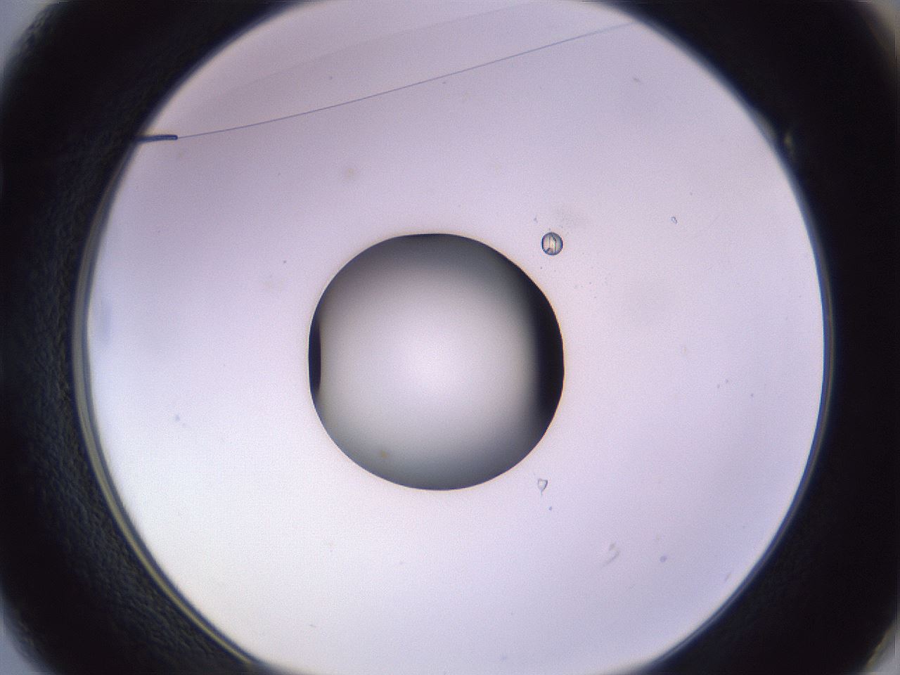 folderID421_plateID1421_batchID5196_wellNum49_profileID1_d1_r87330_ef.jpg