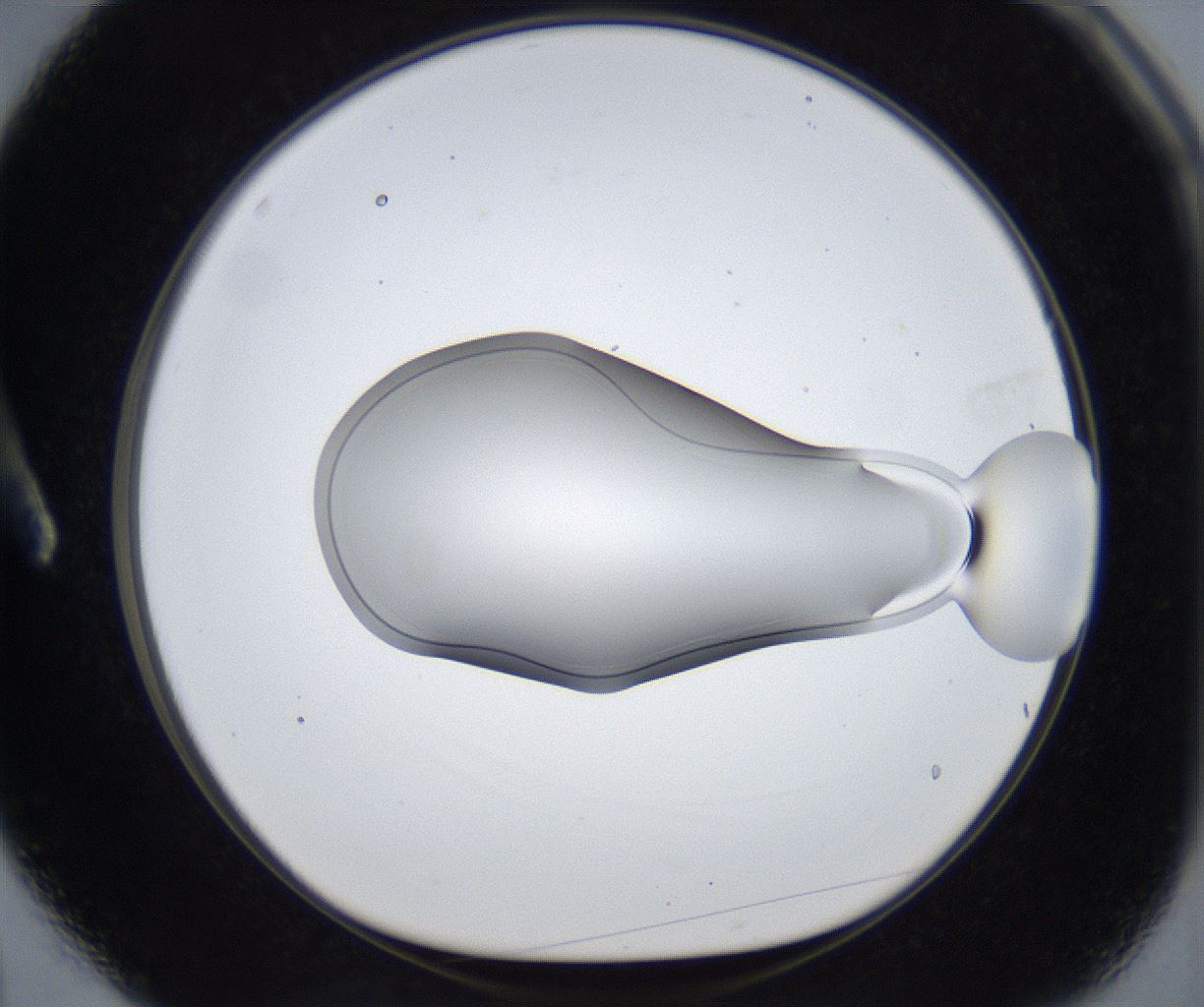 folderID421_plateID2421_batchID11662_wellNum3_profileID1_d1_r179652_ef.jpg