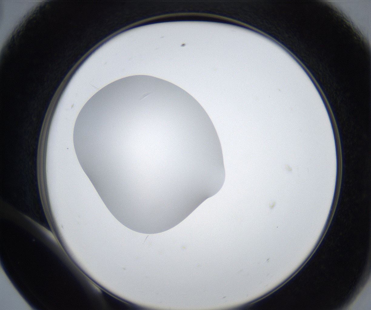 folderID421_plateID2421_batchID11662_wellNum56_profileID1_d2_r179759_ef.jpg