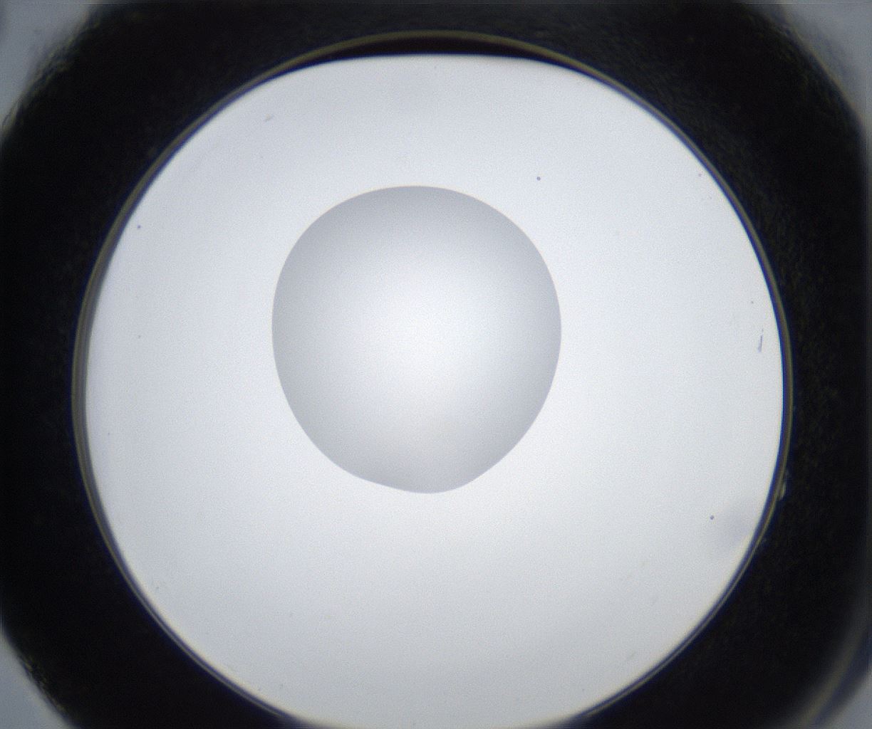 folderID421_plateID2421_batchID11662_wellNum64_profileID1_d2_r179775_ef.jpg