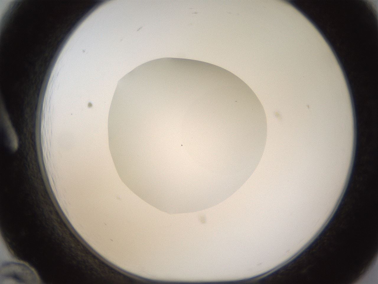 folderID422_plateID1422_batchID5193_wellNum12_profileID1_d1_r87389_ef.jpg