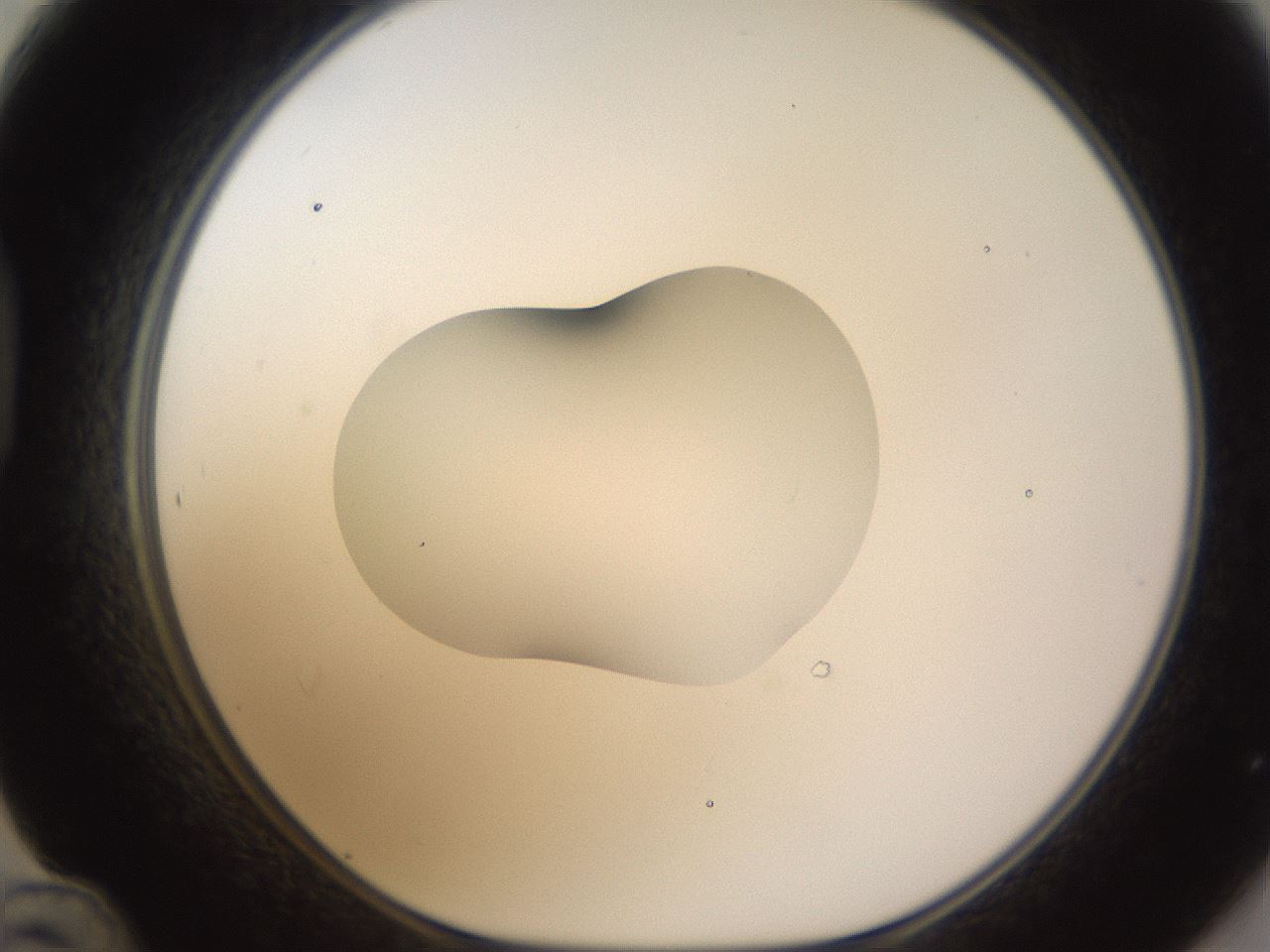 folderID422_plateID1422_batchID5193_wellNum48_profileID1_d1_r87425_ef.jpg