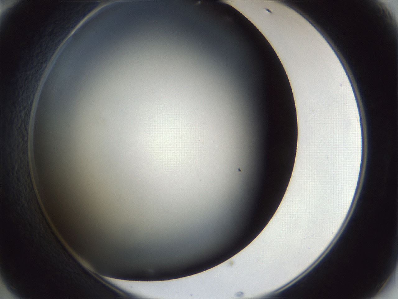 folderID42_plateID1042_batchID2099_wellNum47_profileID1_d2_r45861_ef.jpg