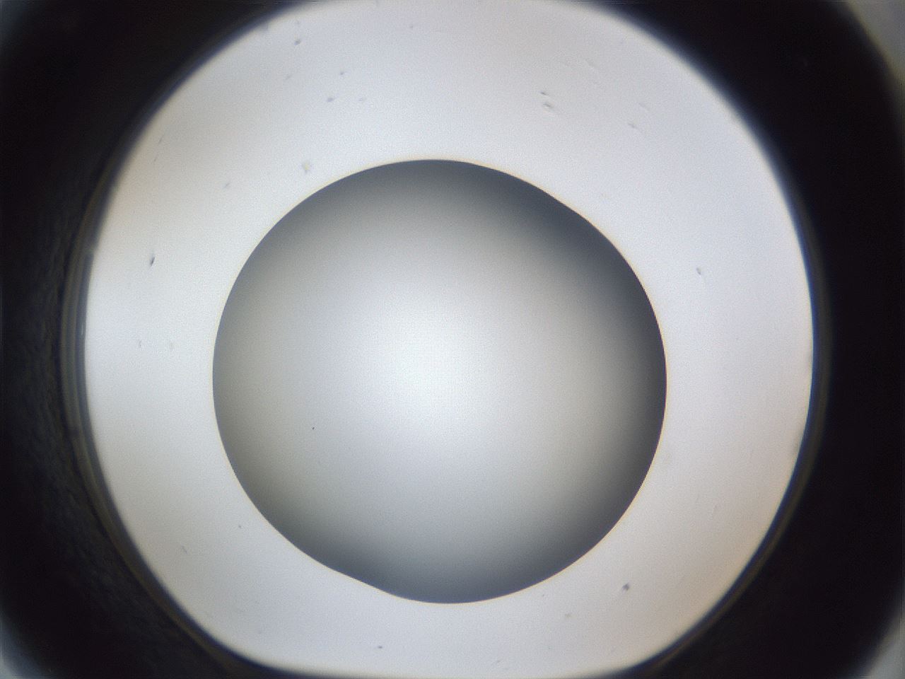 folderID42_plateID1042_batchID2099_wellNum81_profileID1_d1_r45928_ef.jpg