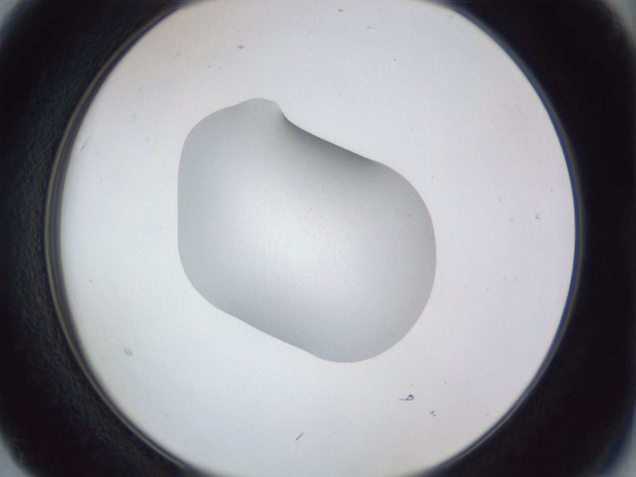 folderID42_plateID1042_batchID2099_wellNum15_profileID1_d2_r45797_ef.jpg