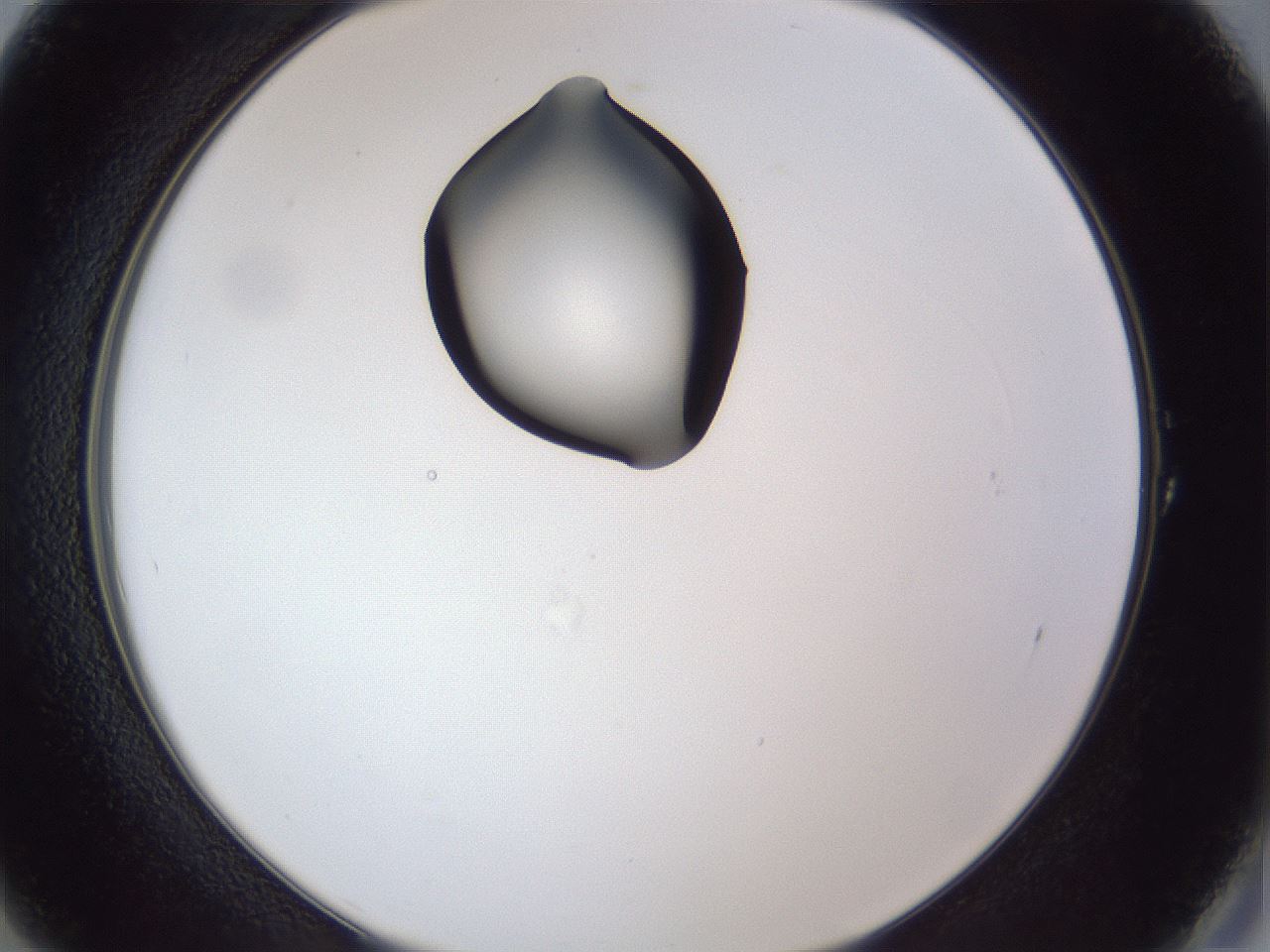 folderID42_plateID1042_batchID2099_wellNum1_profileID1_d2_r45769_ef.jpg