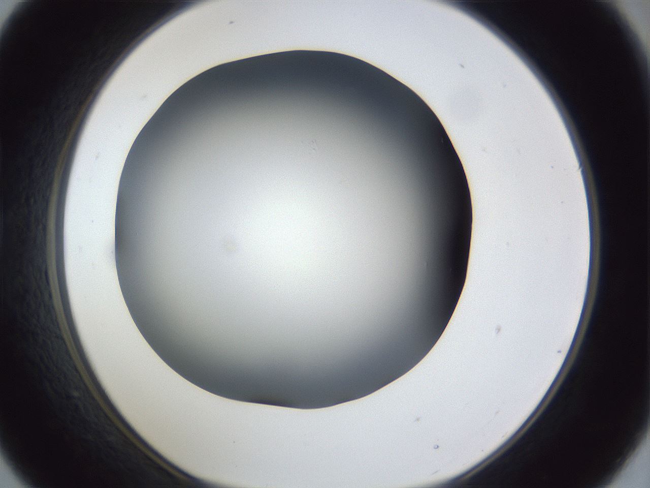 folderID42_plateID1042_batchID2099_wellNum21_profileID1_d1_r45808_ef.jpg