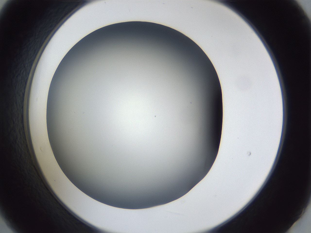 folderID42_plateID1042_batchID2099_wellNum21_profileID1_d2_r45809_ef.jpg
