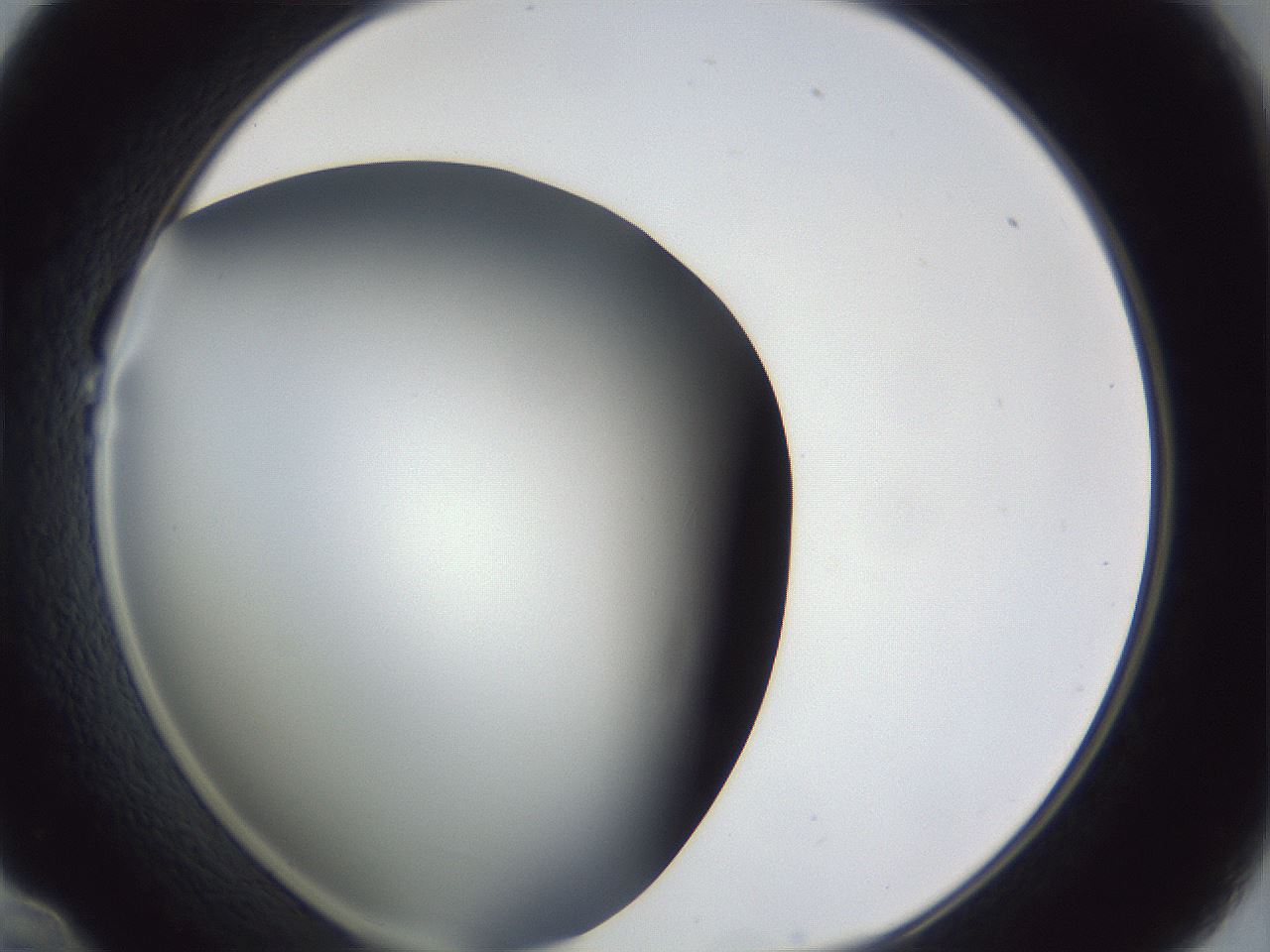 folderID42_plateID1042_batchID2099_wellNum22_profileID1_d1_r45810_ef.jpg