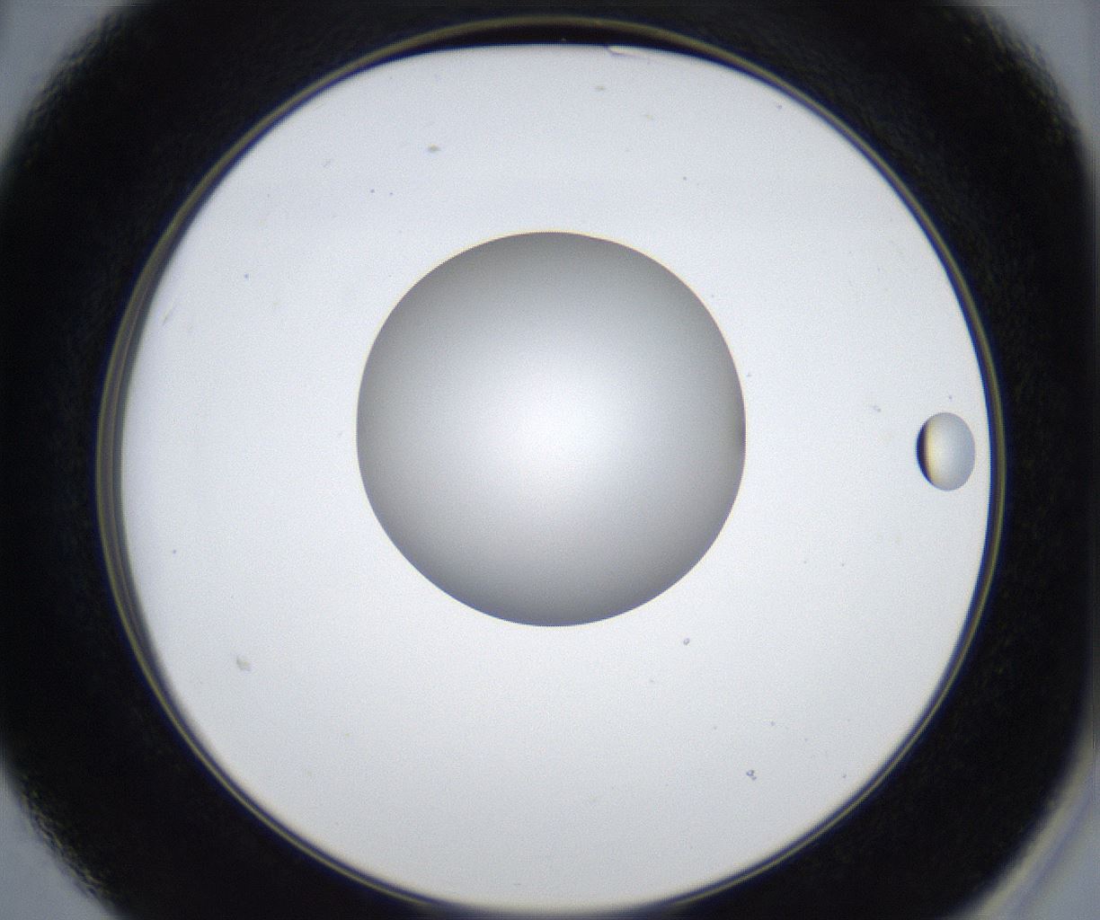 folderID422_plateID2422_batchID11663_wellNum15_profileID1_d2_r179869_ef.jpg