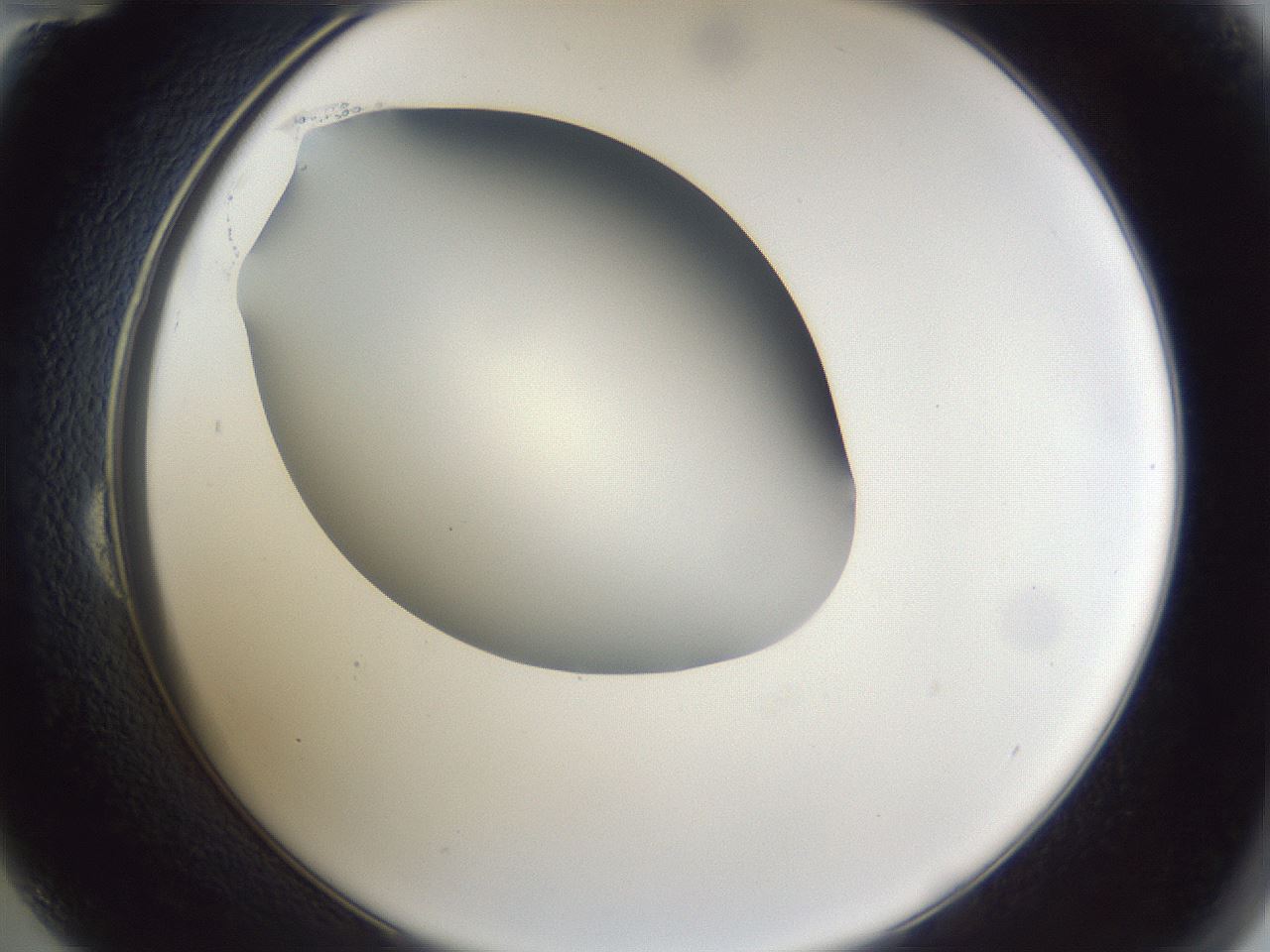 folderID42_plateID1042_batchID2099_wellNum24_profileID1_d2_r45815_ef.jpg