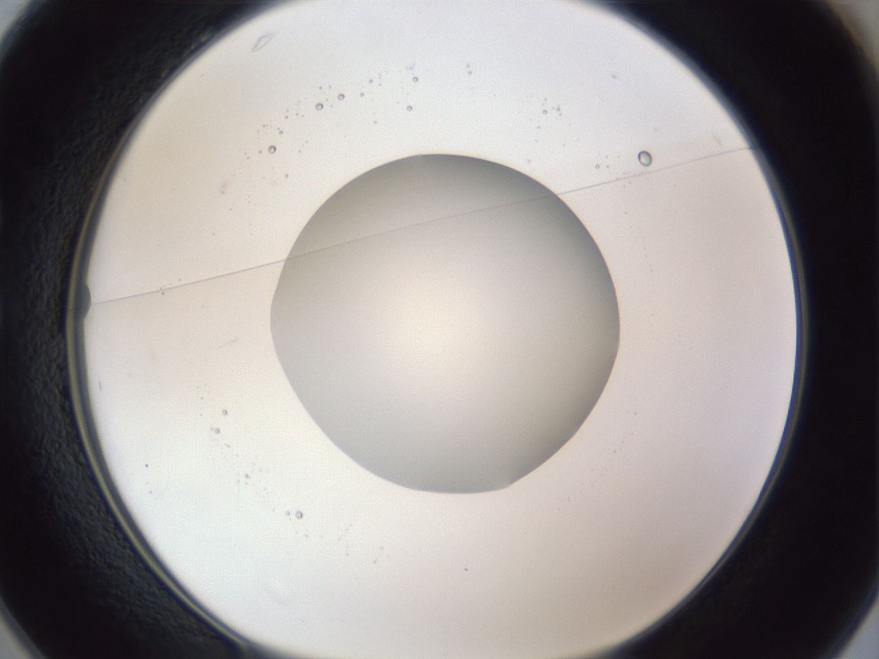folderID42_plateID1042_batchID2099_wellNum25_profileID1_d1_r45816_ef.jpg