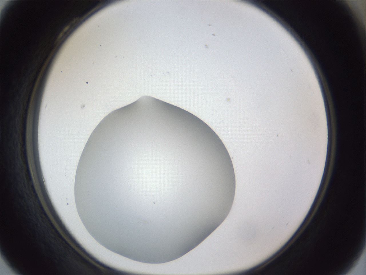 folderID42_plateID1042_batchID2099_wellNum28_profileID1_d1_r45822_ef.jpg