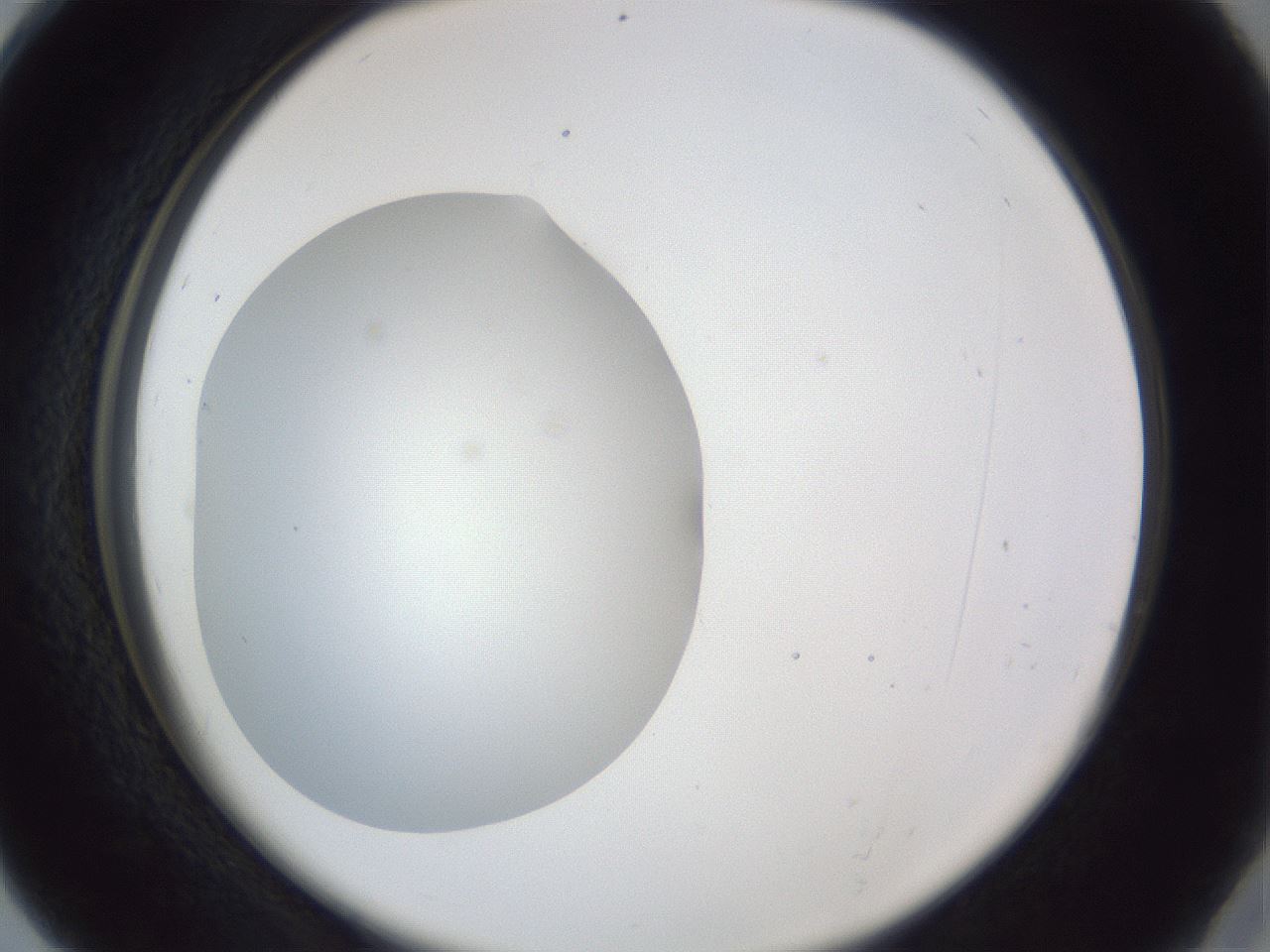 folderID42_plateID1042_batchID2099_wellNum28_profileID1_d2_r45823_ef.jpg