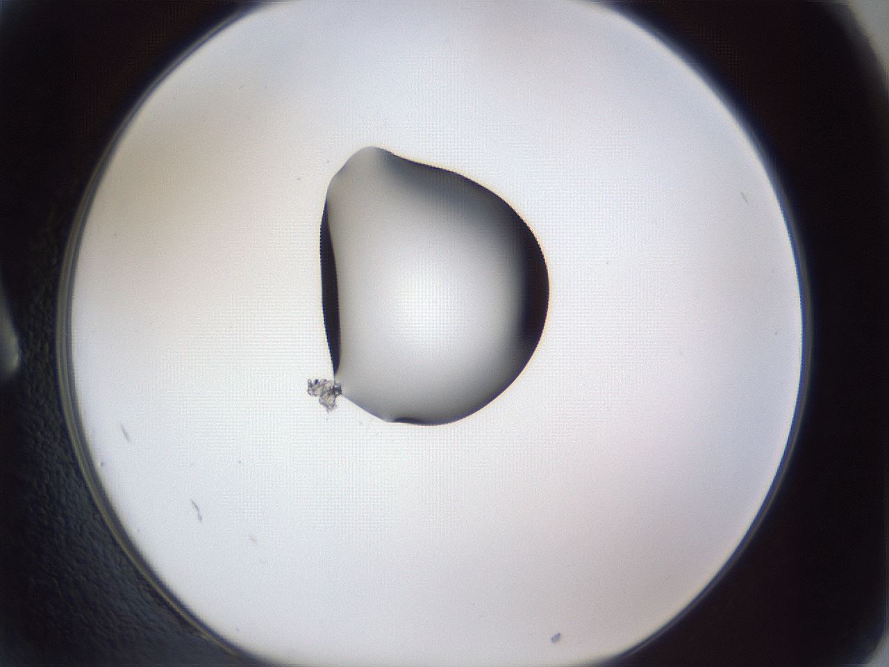 folderID42_plateID1042_batchID2099_wellNum2_profileID1_d1_r45770_ef.jpg