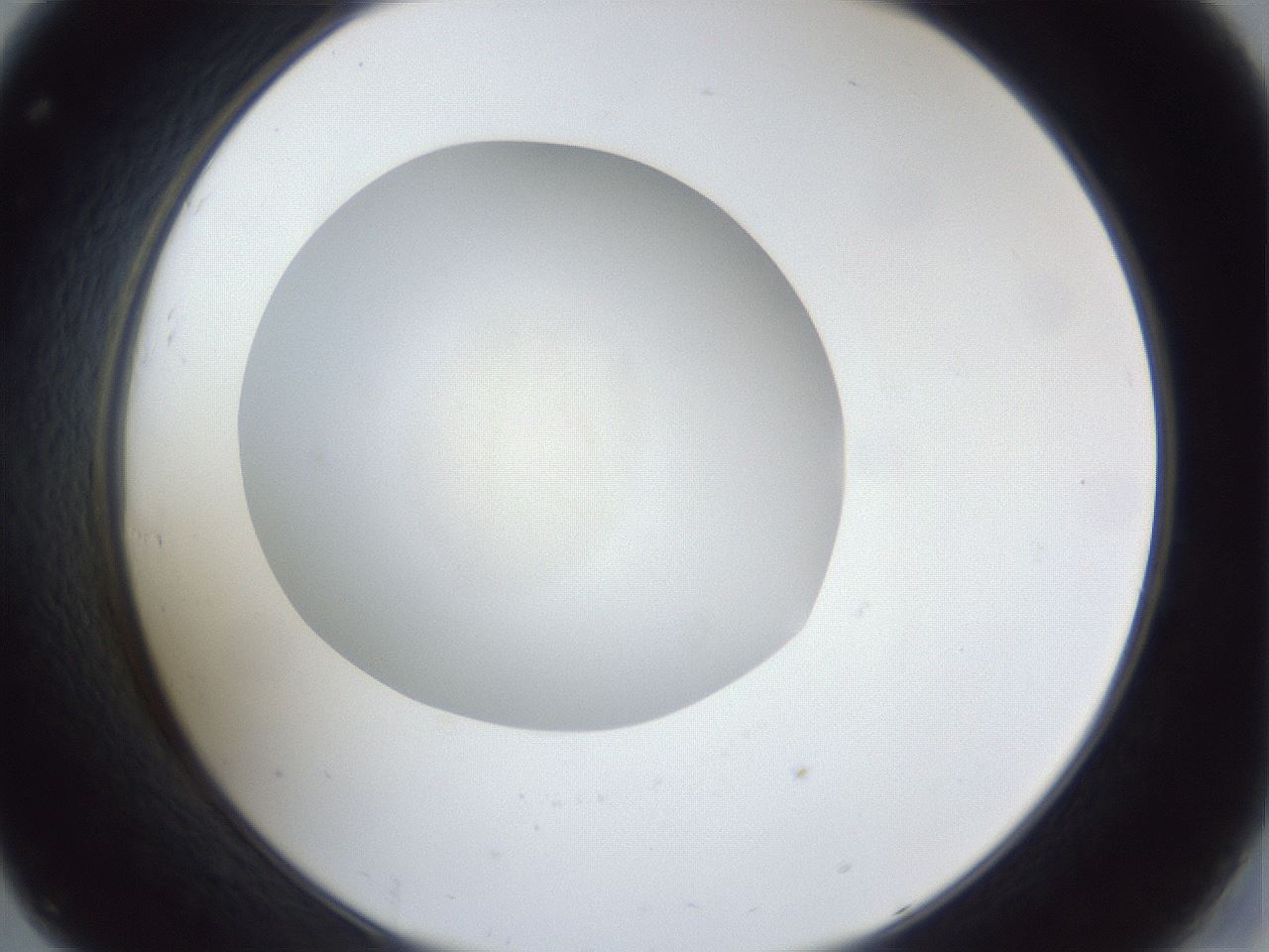 folderID42_plateID1042_batchID2099_wellNum32_profileID1_d2_r45831_ef.jpg