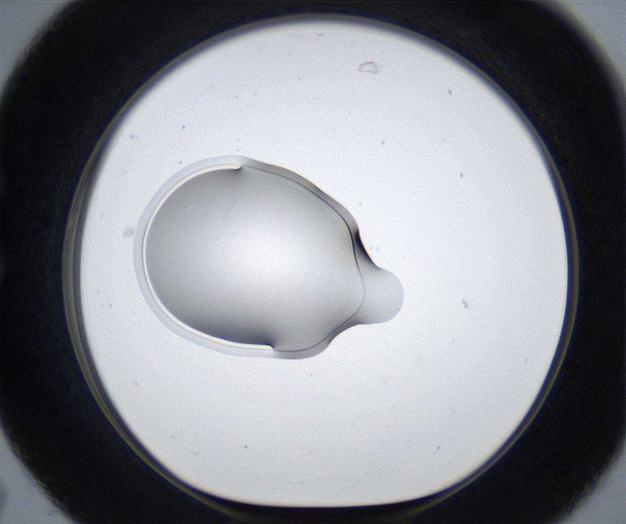 folderID422_plateID2422_batchID11663_wellNum31_profileID1_d1_r179900_ef.jpg
