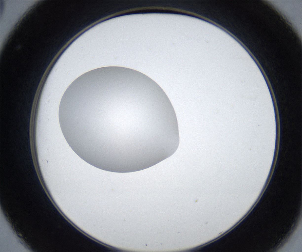folderID422_plateID2422_batchID11663_wellNum32_profileID1_d2_r179903_ef.jpg