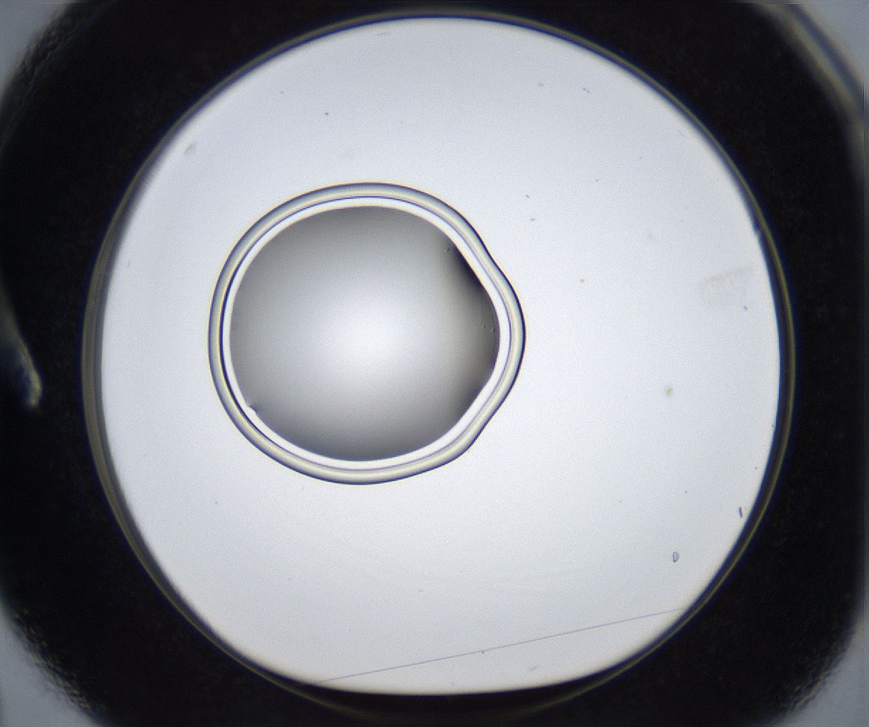 folderID422_plateID2422_batchID11663_wellNum3_profileID1_d1_r179844_ef.jpg