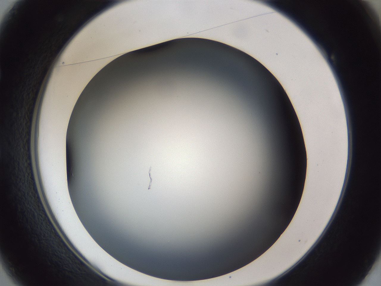 folderID42_plateID1042_batchID2099_wellNum49_profileID1_d1_r45864_ef.jpg