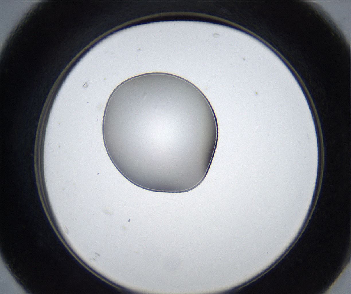 folderID422_plateID2422_batchID11663_wellNum67_profileID1_d2_r179973_ef.jpg