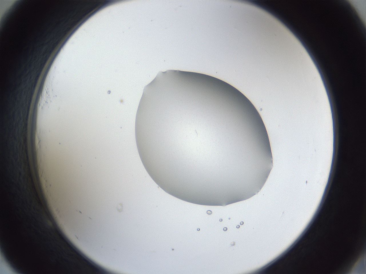 folderID42_plateID1042_batchID2099_wellNum53_profileID1_d2_r45873_ef.jpg