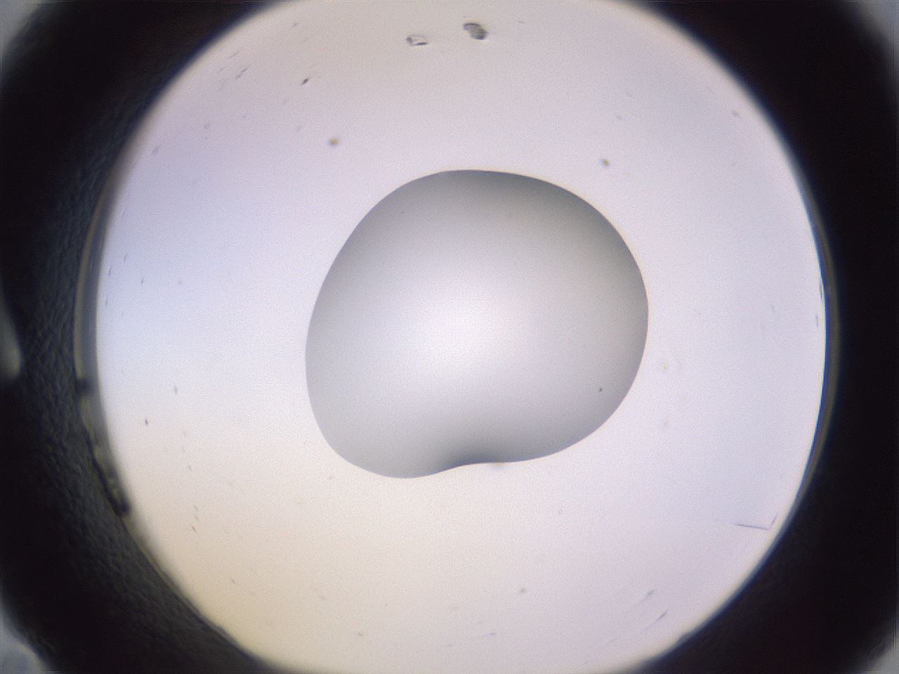 folderID423_plateID1423_batchID5198_wellNum11_profileID1_d1_r87484_ef.jpg