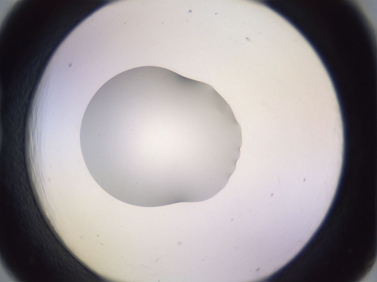 folderID423_plateID1423_batchID5198_wellNum18_profileID1_d1_r87491_ef.jpg