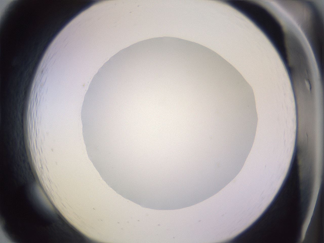 folderID423_plateID1423_batchID5198_wellNum19_profileID1_d1_r87492_ef.jpg