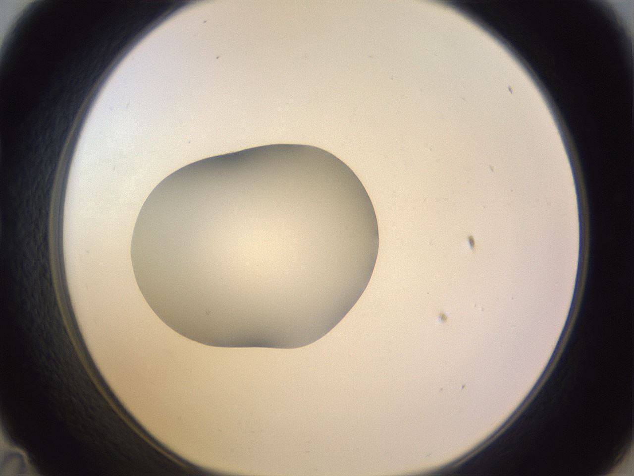 folderID423_plateID1423_batchID5198_wellNum35_profileID1_d1_r87508_ef.jpg