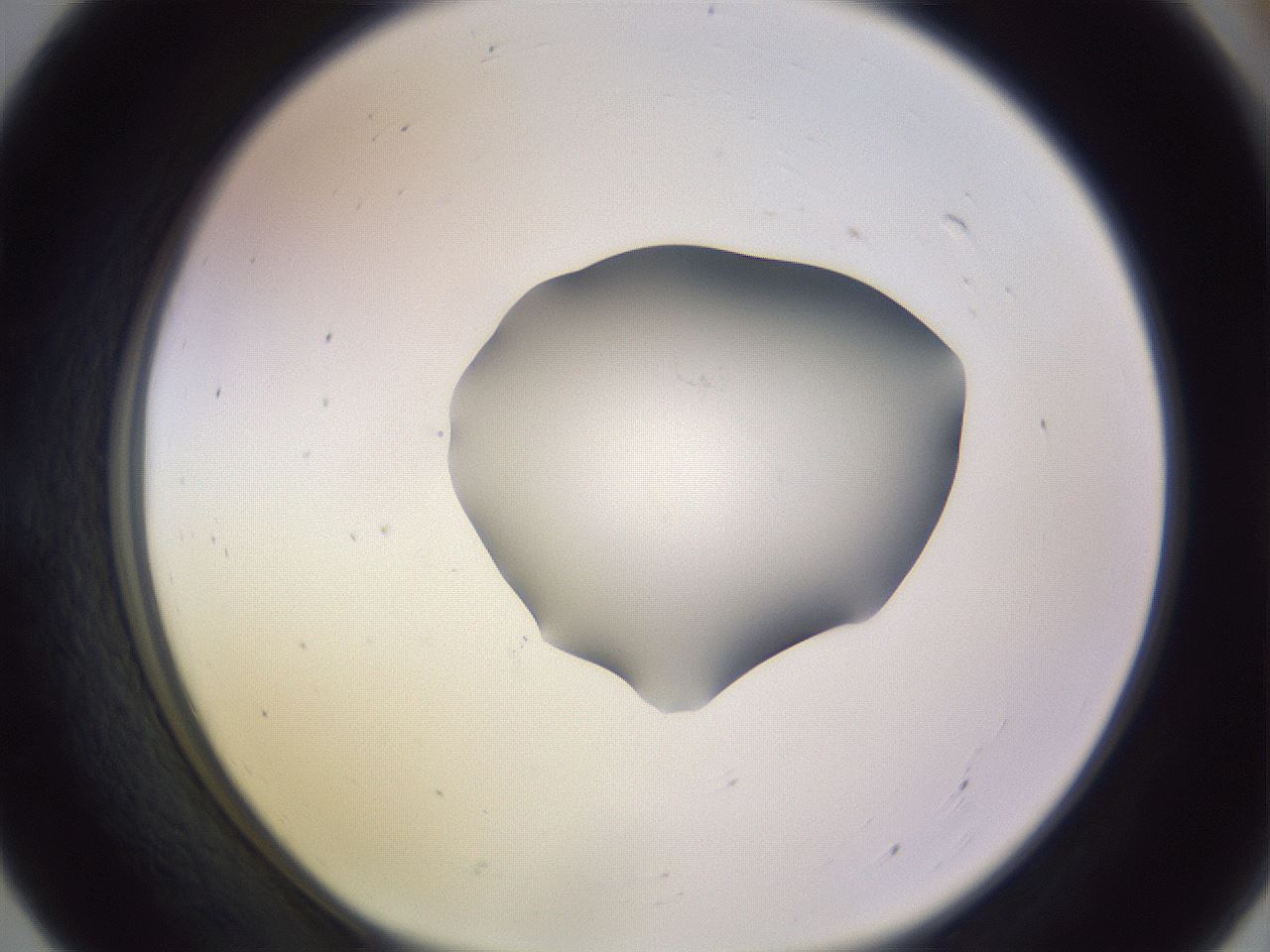 folderID423_plateID1423_batchID5198_wellNum55_profileID1_d1_r87528_ef.jpg