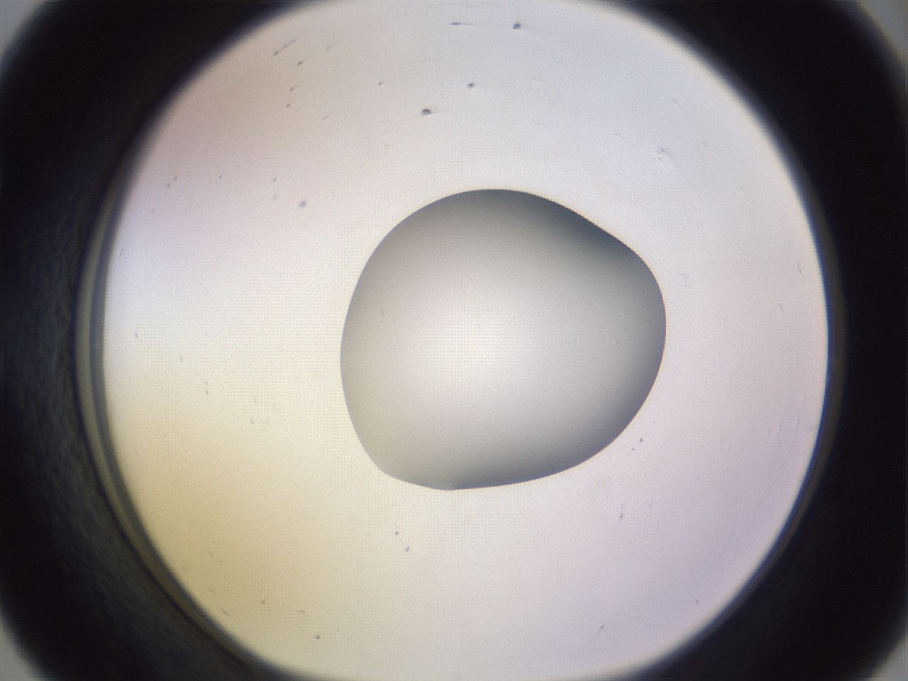 folderID423_plateID1423_batchID5198_wellNum56_profileID1_d1_r87529_ef.jpg