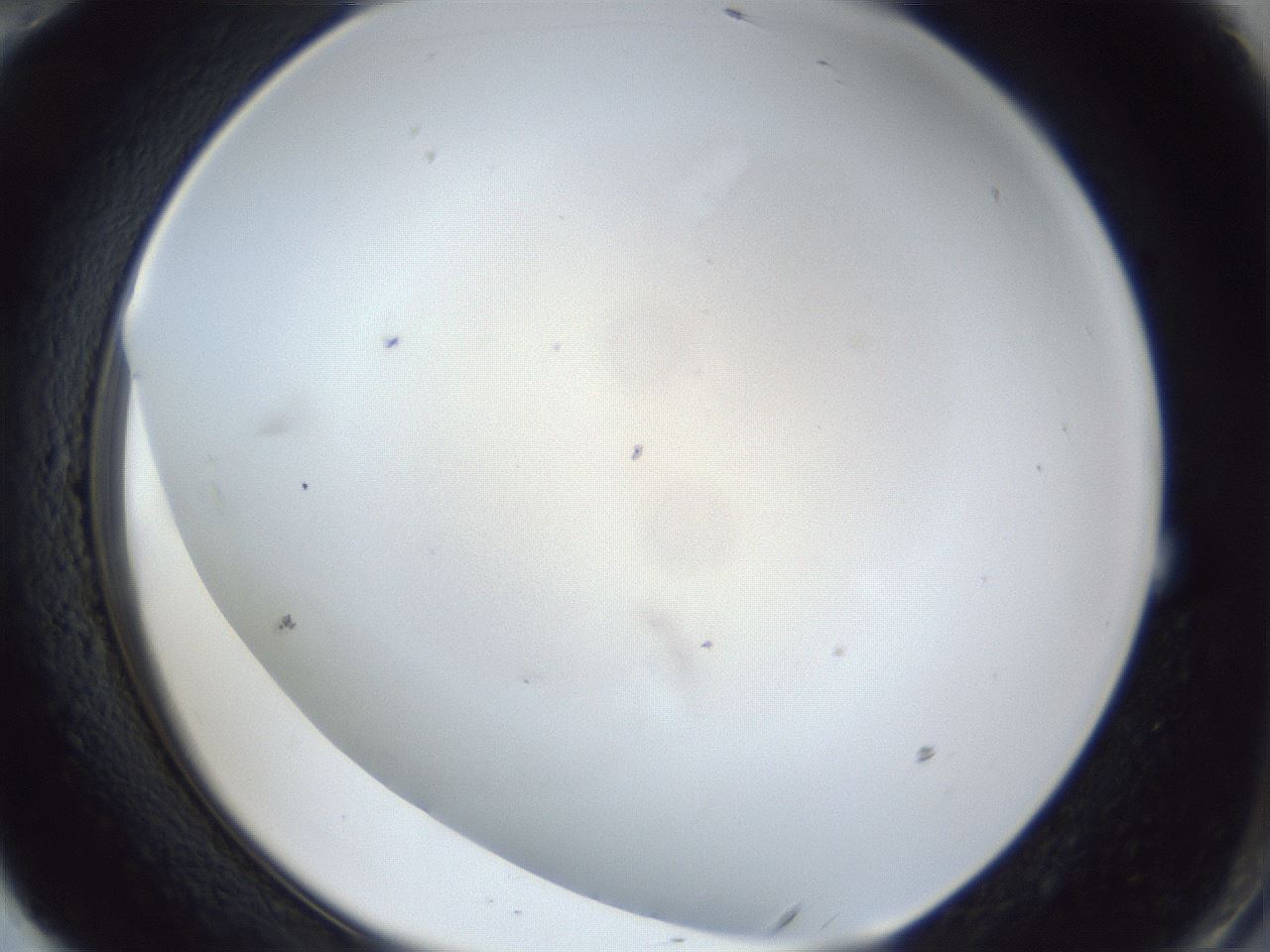 folderID42_plateID1042_batchID2099_wellNum70_profileID1_d2_r45907_ef.jpg