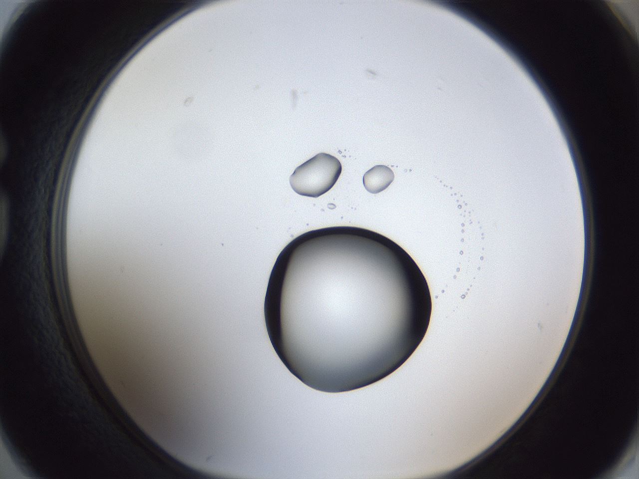 folderID42_plateID1042_batchID2099_wellNum74_profileID1_d1_r45914_ef.jpg
