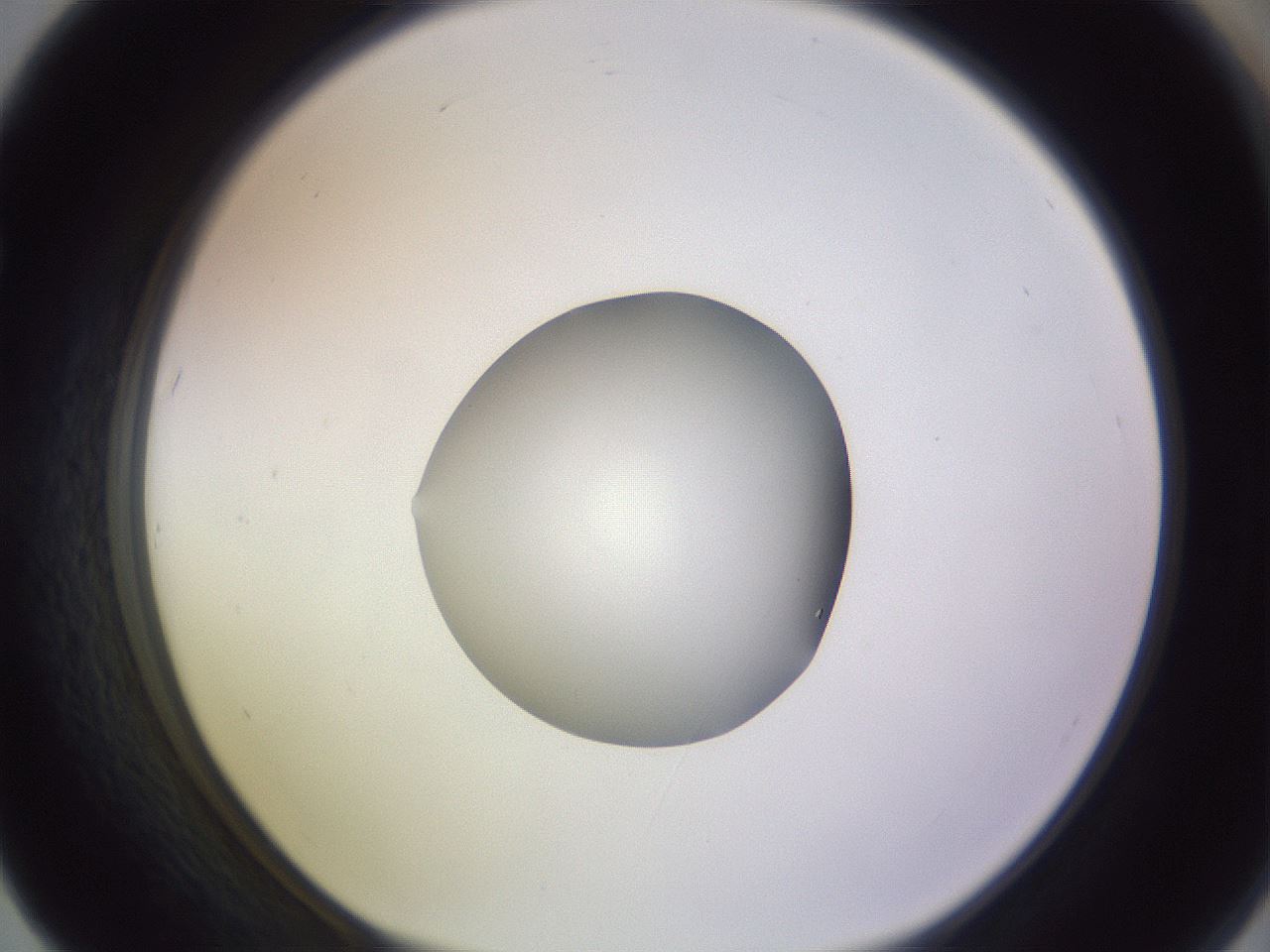 folderID423_plateID1423_batchID5198_wellNum67_profileID1_d1_r87540_ef.jpg