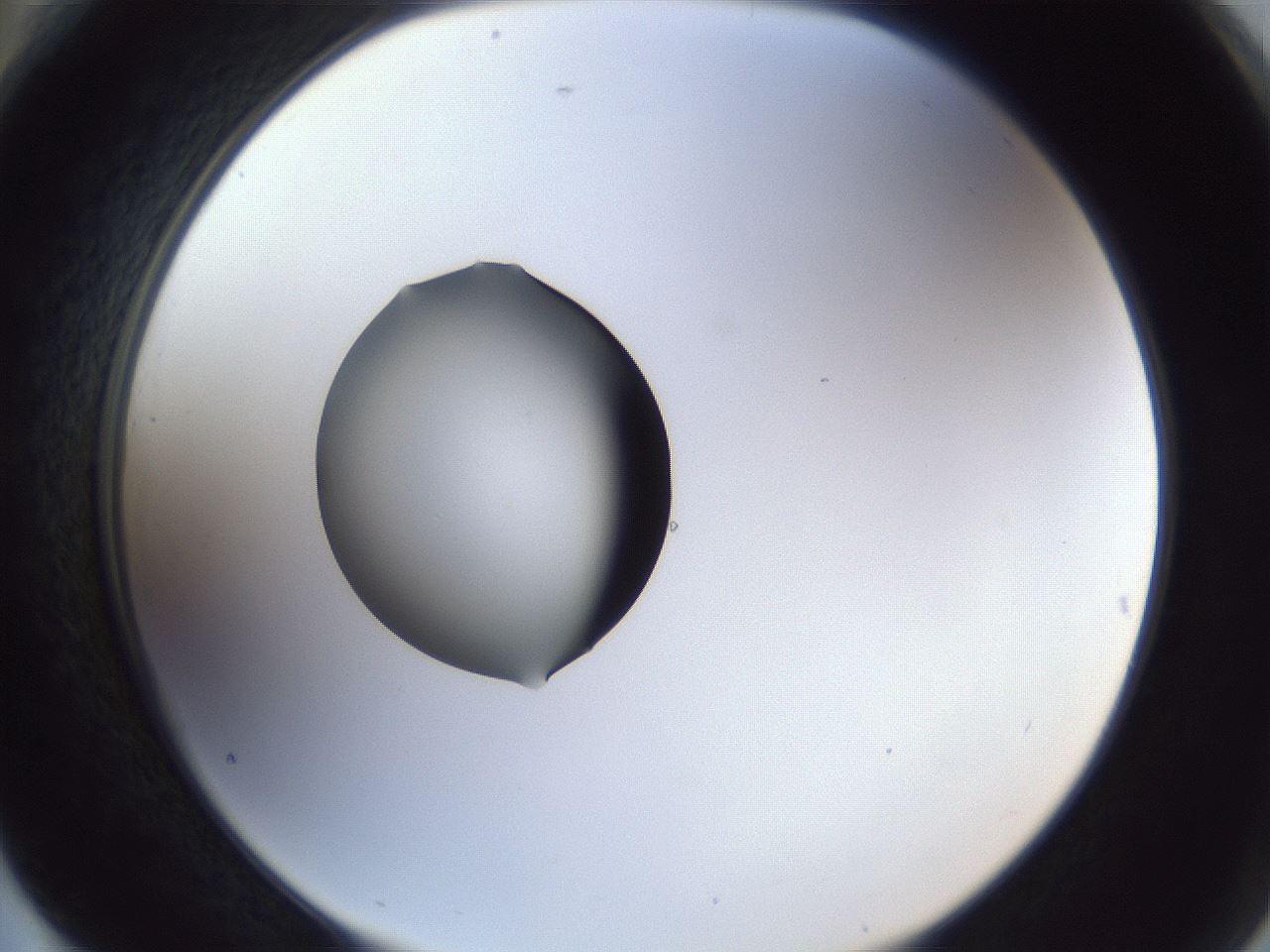 folderID42_plateID1042_batchID2099_wellNum76_profileID1_d2_r45919_ef.jpg