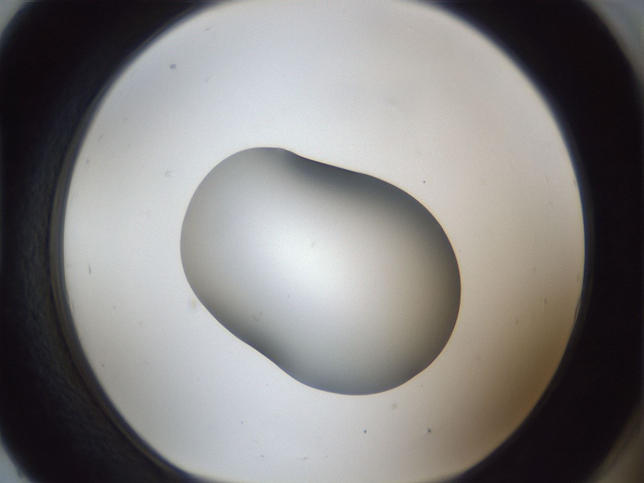 folderID42_plateID1042_batchID2099_wellNum93_profileID1_d1_r45952_ef.jpg