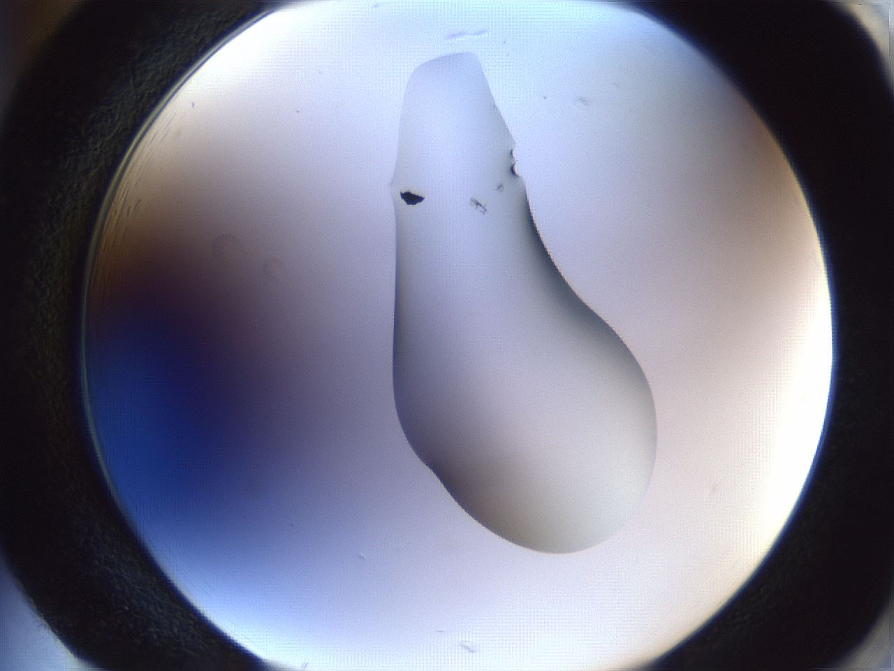 folderID42_plateID1042_batchID2099_wellNum85_profileID1_d2_r45937_ef.jpg