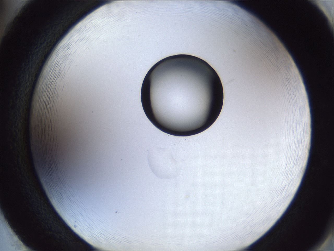 folderID42_plateID1042_batchID2099_wellNum86_profileID1_d2_r45939_ef.jpg