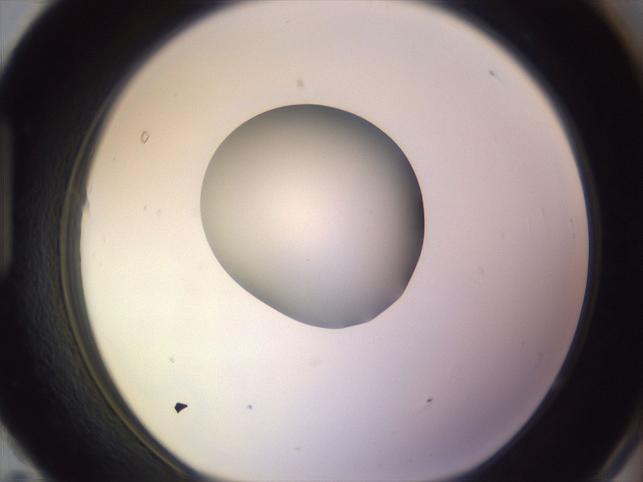 folderID423_plateID1423_batchID5198_wellNum95_profileID1_d1_r87568_ef.jpg