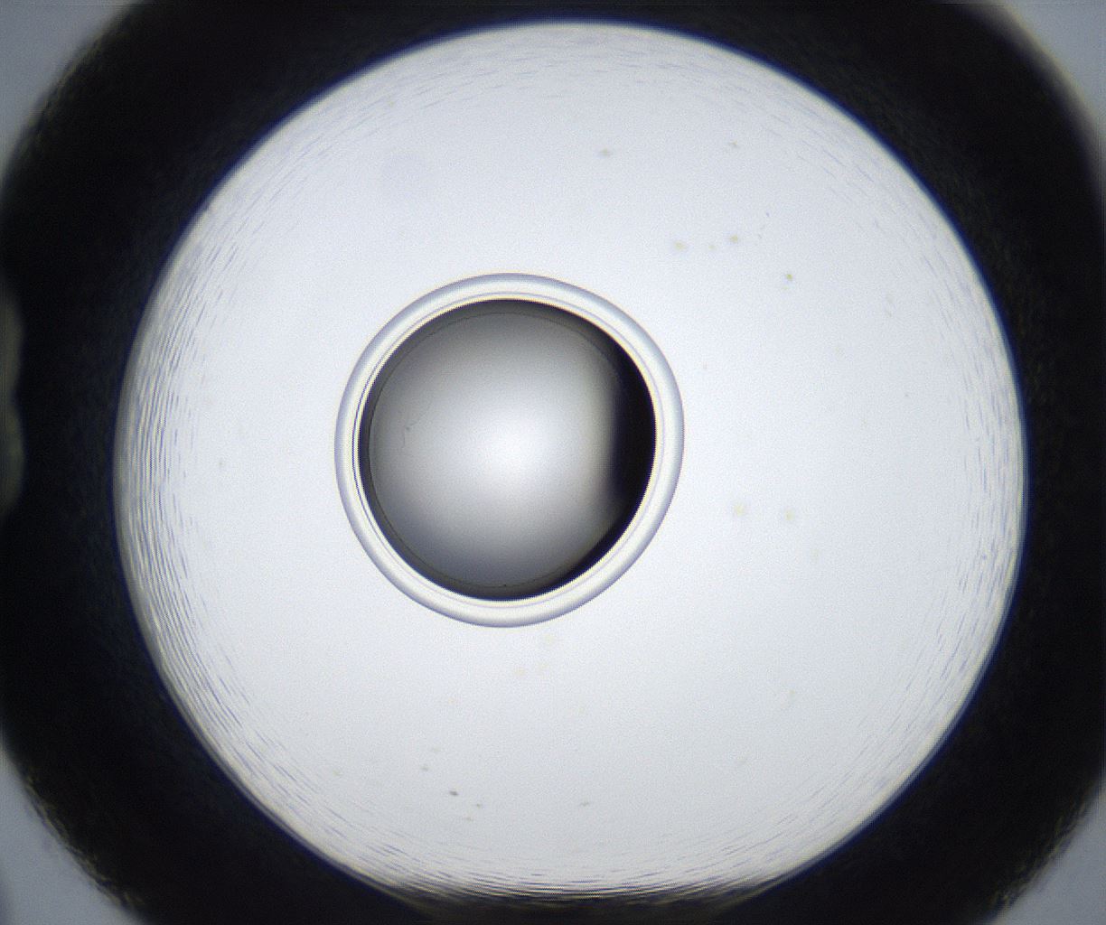folderID423_plateID2423_batchID11617_wellNum20_profileID1_d1_r180070_ef.jpg