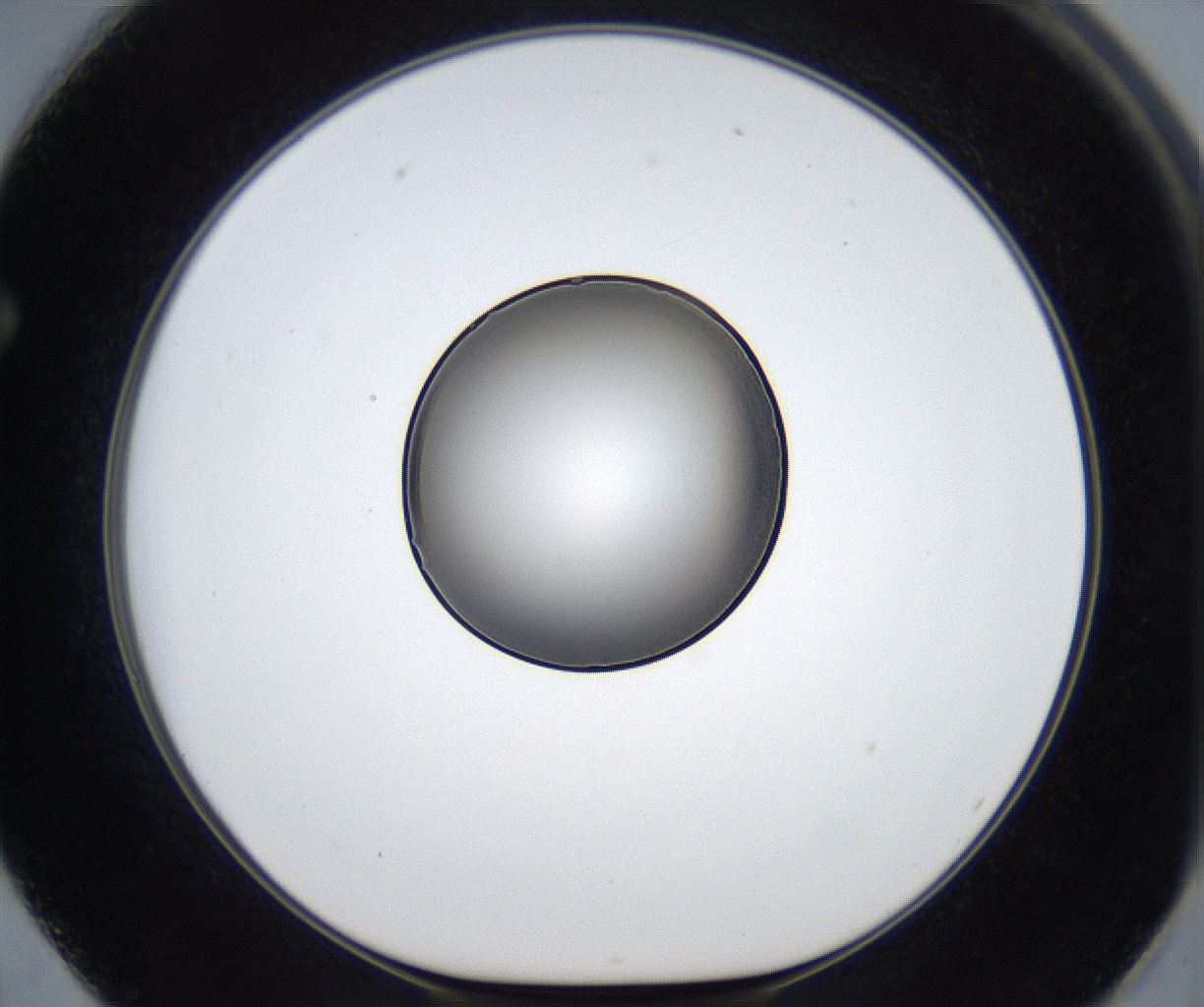 folderID423_plateID2423_batchID11617_wellNum62_profileID1_d1_r180154_ef.jpg