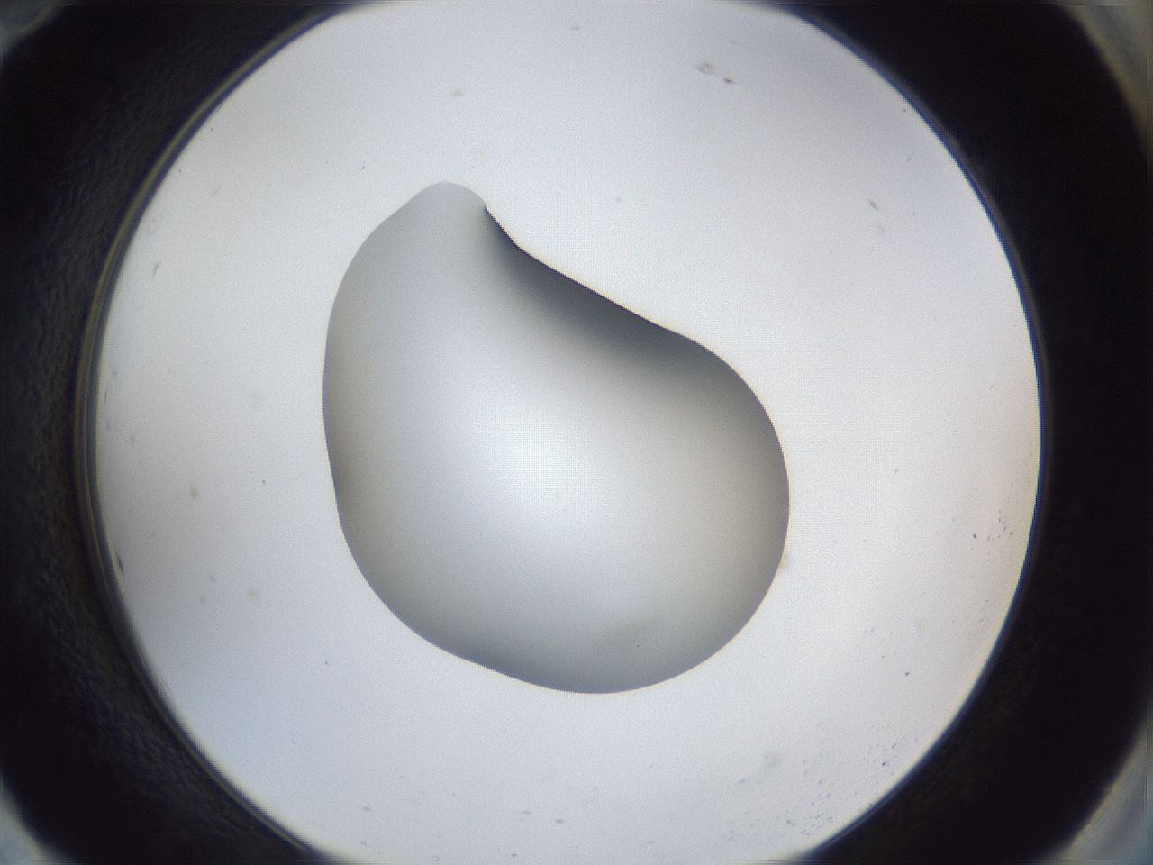 folderID42_plateID1042_batchID2099_wellNum94_profileID1_d2_r45955_ef.jpg