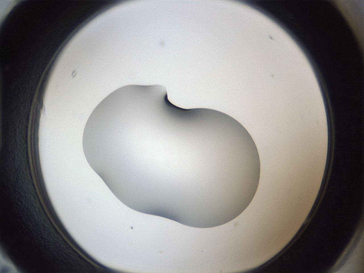 folderID42_plateID1042_batchID2099_wellNum95_profileID1_d1_r45956_ef.jpg
