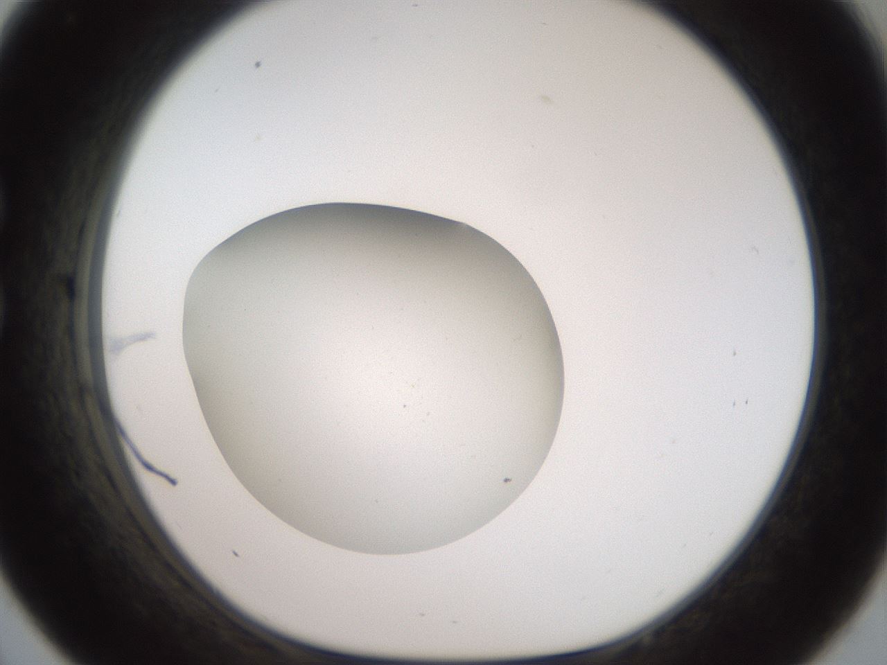 folderID42_plateID2042_batchID9007_wellNum33_profileID1_d1_r137815_ef.jpg