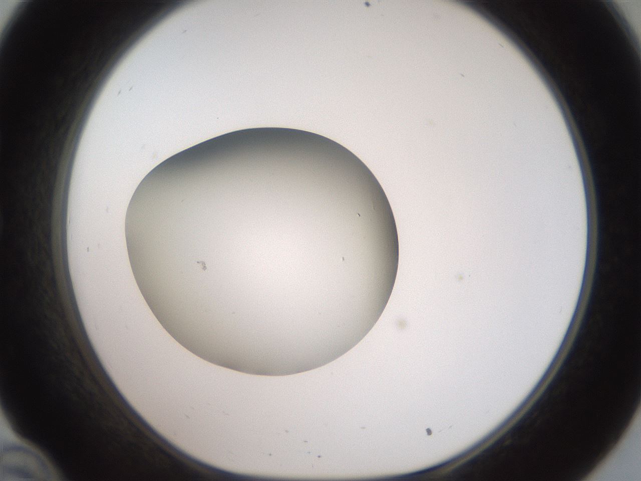 folderID42_plateID2042_batchID9007_wellNum34_profileID1_d1_r137817_ef.jpg