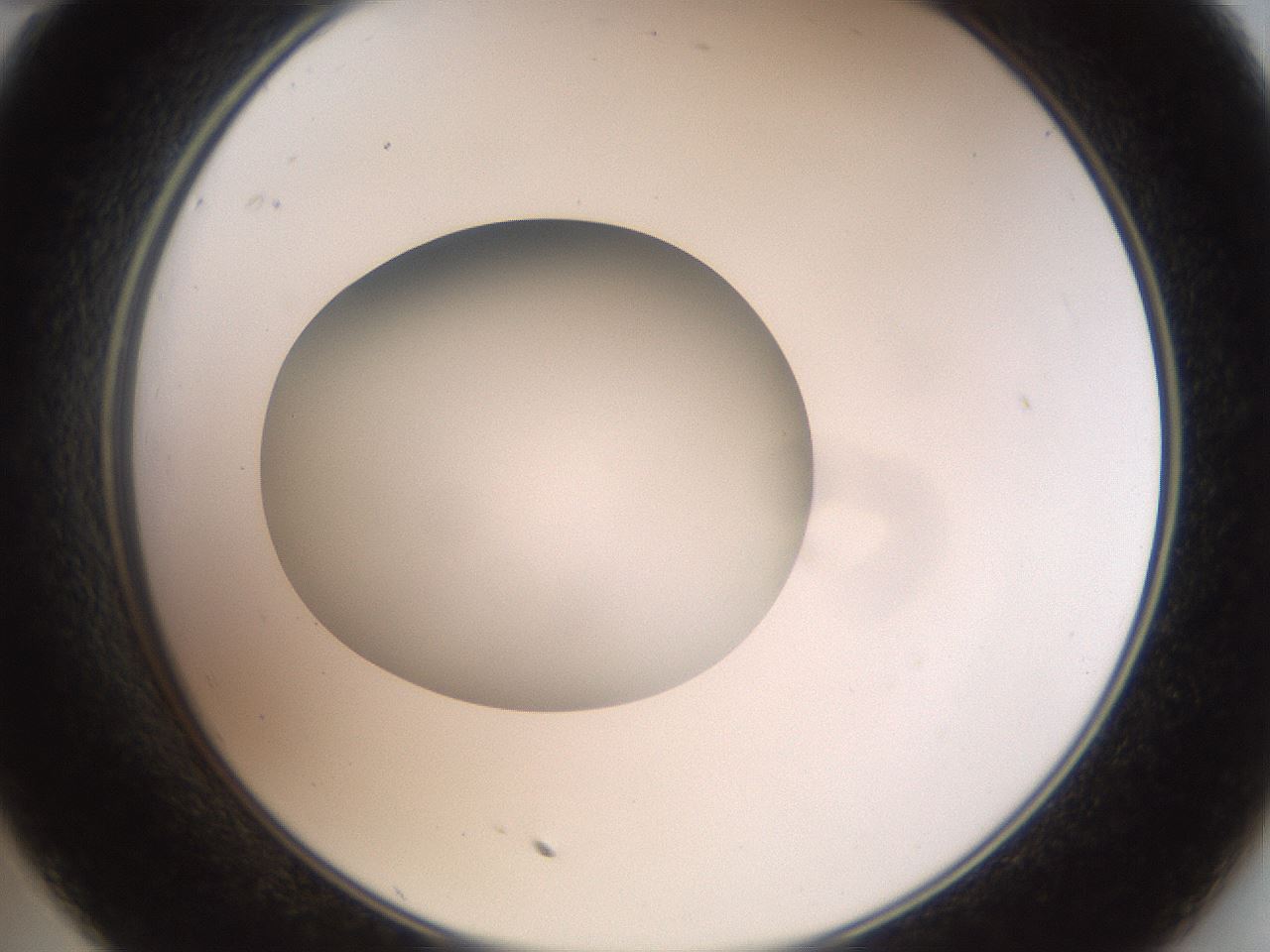 folderID42_plateID2042_batchID9007_wellNum35_profileID1_d2_r137820_ef.jpg